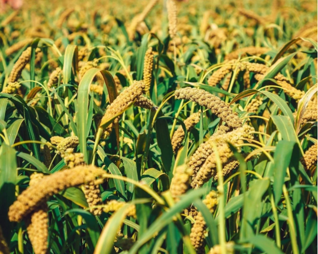 QQ截图20181221155536