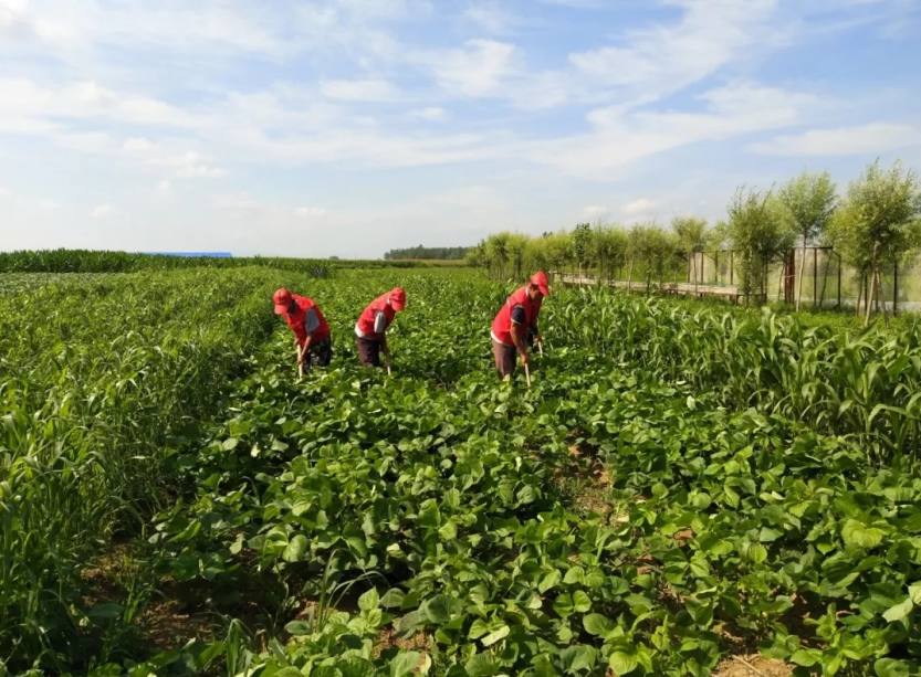 人工除草 人工除草