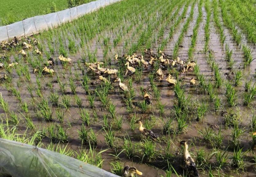 640_wx_fmt=jpeg&wxfrom=5&wx_lazy=1&wx_co=1 (4) 640_wx_fmt=jpeg&wxfrom=5&wx_lazy=1&wx_co=1 (4)