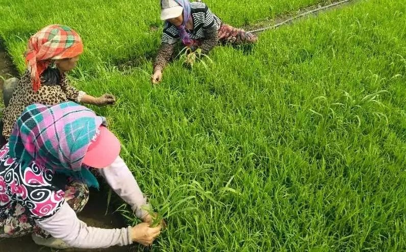 640_wx_fmt=jpeg&wxfrom=5&wx_lazy=1&wx_co=1 (3) 640_wx_fmt=jpeg&wxfrom=5&wx_lazy=1&wx_co=1 (3)