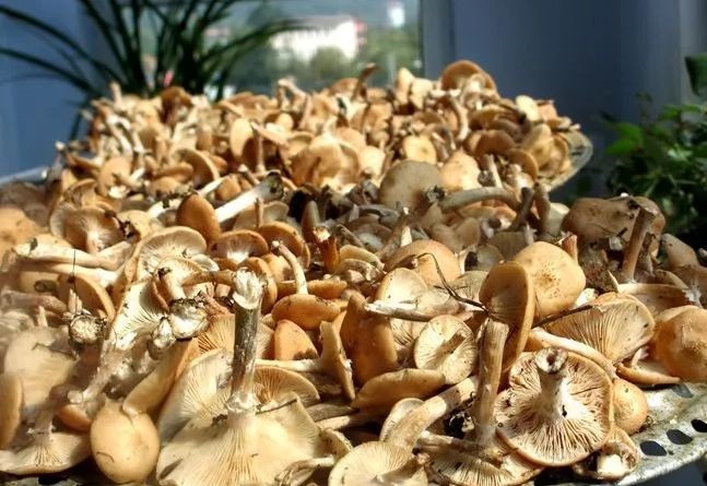 640_wx_fmt=png&wxfrom=5&wx_lazy=1&wx_co=1 (3) 640_wx_fmt=png&wxfrom=5&wx_lazy=1&wx_co=1 (3)