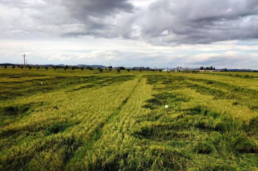 640_wx_fmt=jpeg&wxfrom=5&wx_lazy=1&wx_co=1 (6) 640_wx_fmt=jpeg&wxfrom=5&wx_lazy=1&wx_co=1 (6)