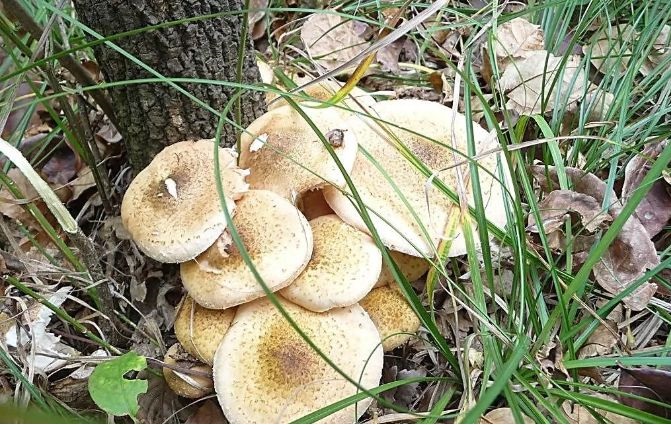 640_wx_fmt=png&wxfrom=5&wx_lazy=1&wx_co=1 (2) 640_wx_fmt=png&wxfrom=5&wx_lazy=1&wx_co=1 (2)