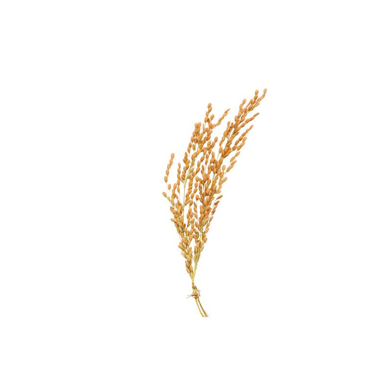 万家谷物 吉宏6号稻谷