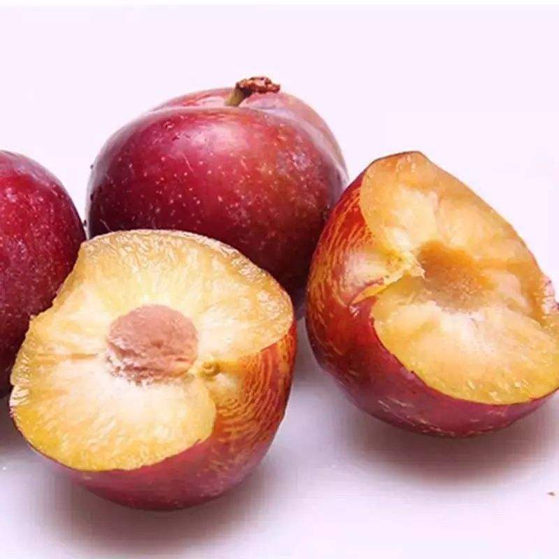 广仁 早美丽李子