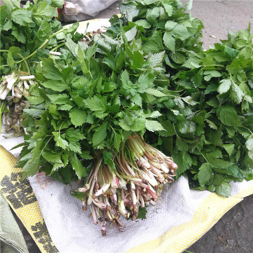 寰珍山野菜——大叶芹