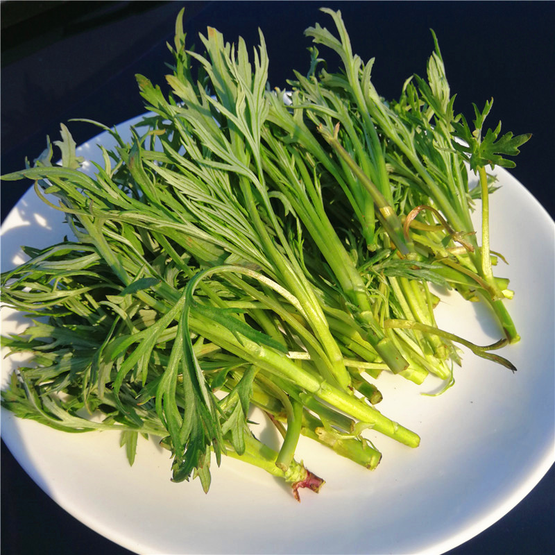 寰珍山野菜——柳蒿芽