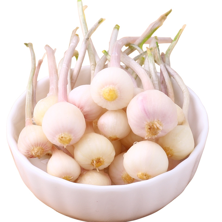 绿思达 山野菜小根蒜