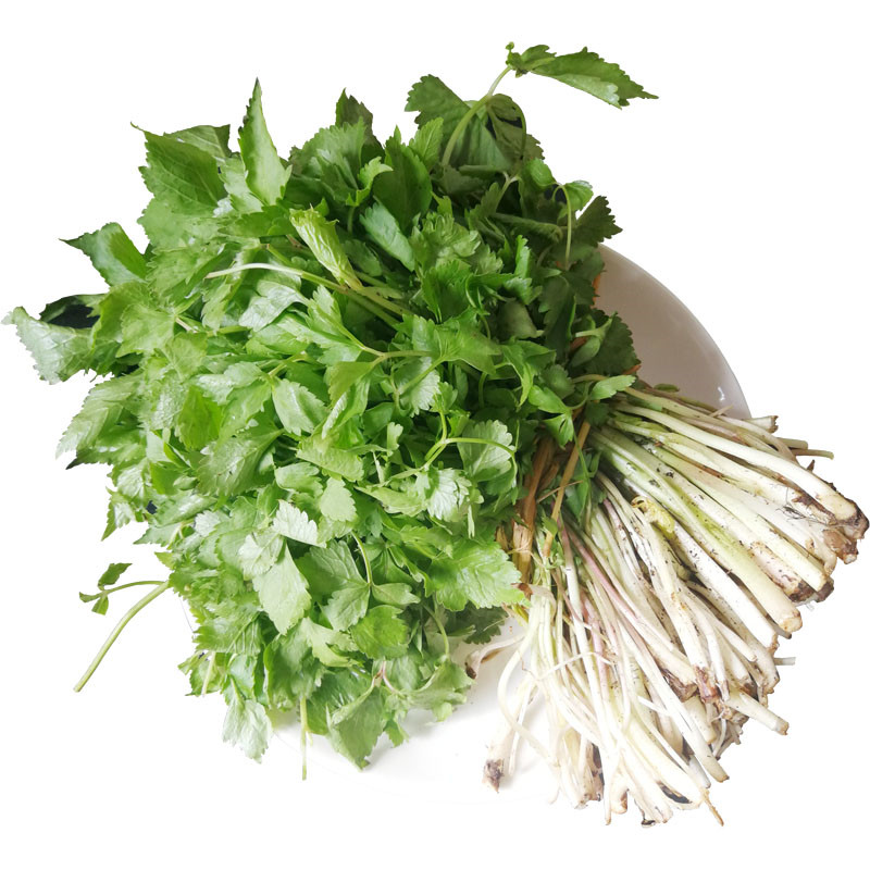 绿思达 山野菜大叶芹