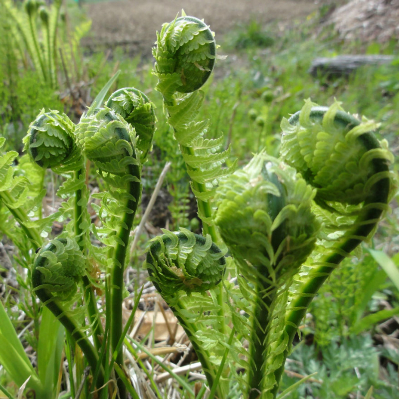 绿思达 山野菜广东菜