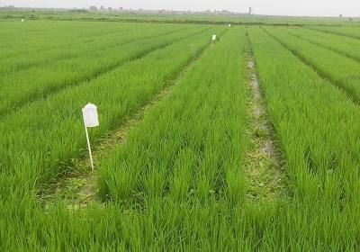 辉南县百泉谷物种植专业合作社