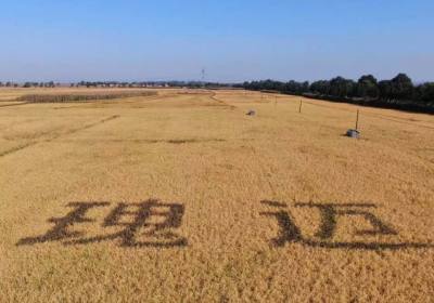 辉南县凌静谷物种植专业合作社