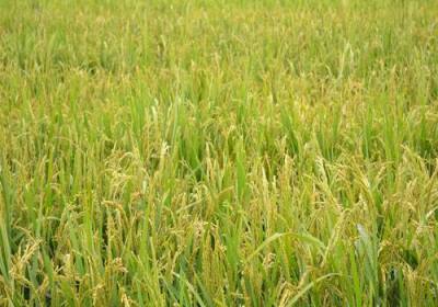 辉南县海青水稻种植专业合作社