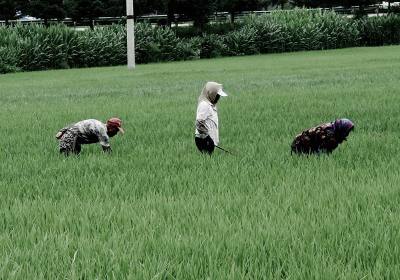 辉南县胜利绿色水稻种植专业合作社