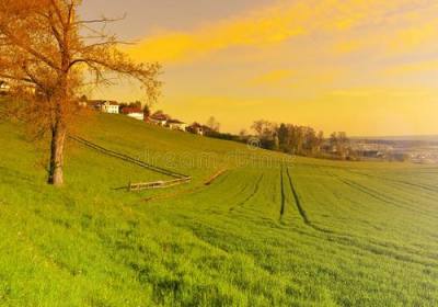 辉南县华灏山野菜种植专业合作社