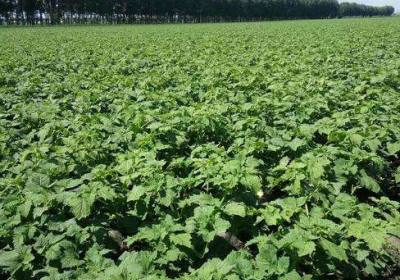 辉南县金灯笼洋菇娘种植专业合作社