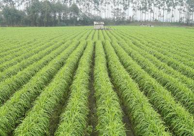 辉南县双龙益民果蔬种植专业合作社