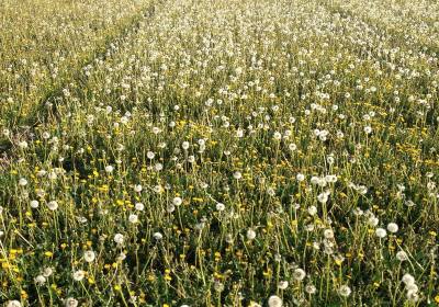 辉南县永强中草药种植专业合作社