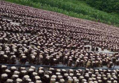 辉南县辉南镇城关木耳培育农场