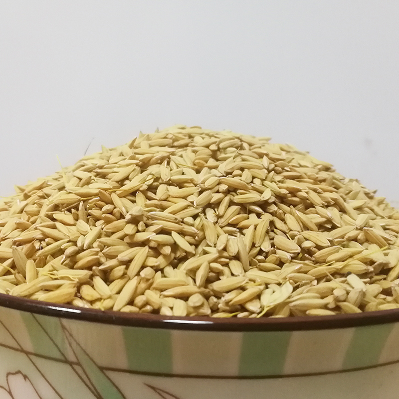 丰盛 优质吉宏6稻谷