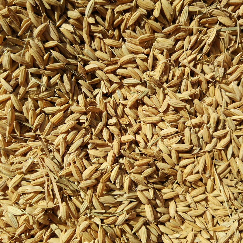 盛丰 优质稻花香稻谷