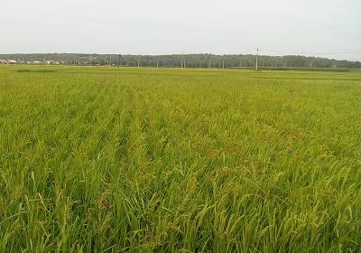 辉南县样子哨镇悦丰家庭农场