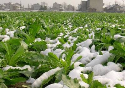 辉南县富硒果蔬种植专业合作社