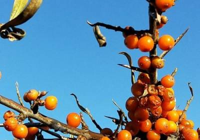 辉南县宝得康沙棘种植专业合作社