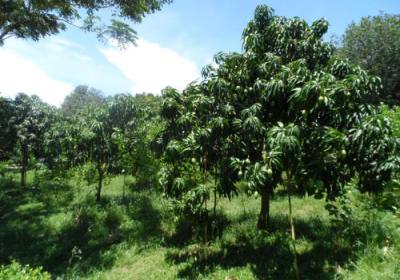 辉南县吴老头百果香采摘园