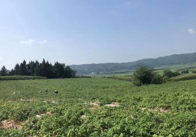 辉南县旺源有机果蔬种植专业合作社