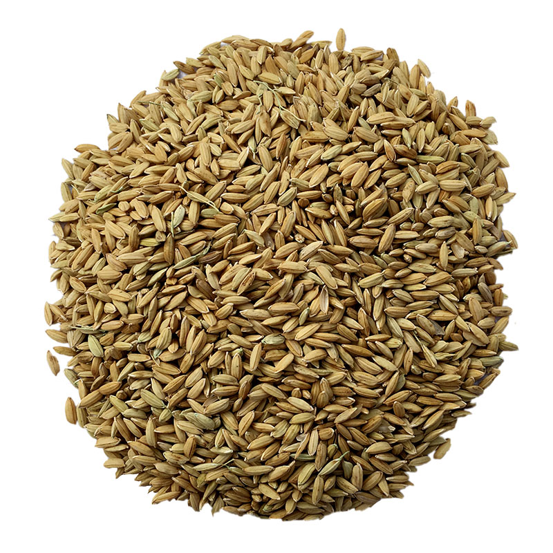 农兴 宏科181稻谷