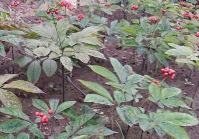 辉南县金田谷物种植合作社