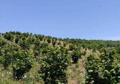 辉南县聚源榛子合作社