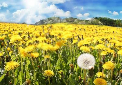 辉南县四方农业发展有限公司