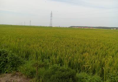 辉南县益发水稻种植专业合作社