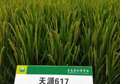 辉南县朝阳镇大自然天成农场粮食加工销售部