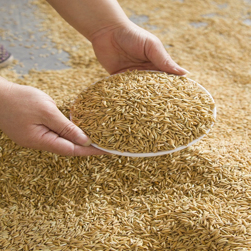 鸿运财 2019年 旭粳8稻谷