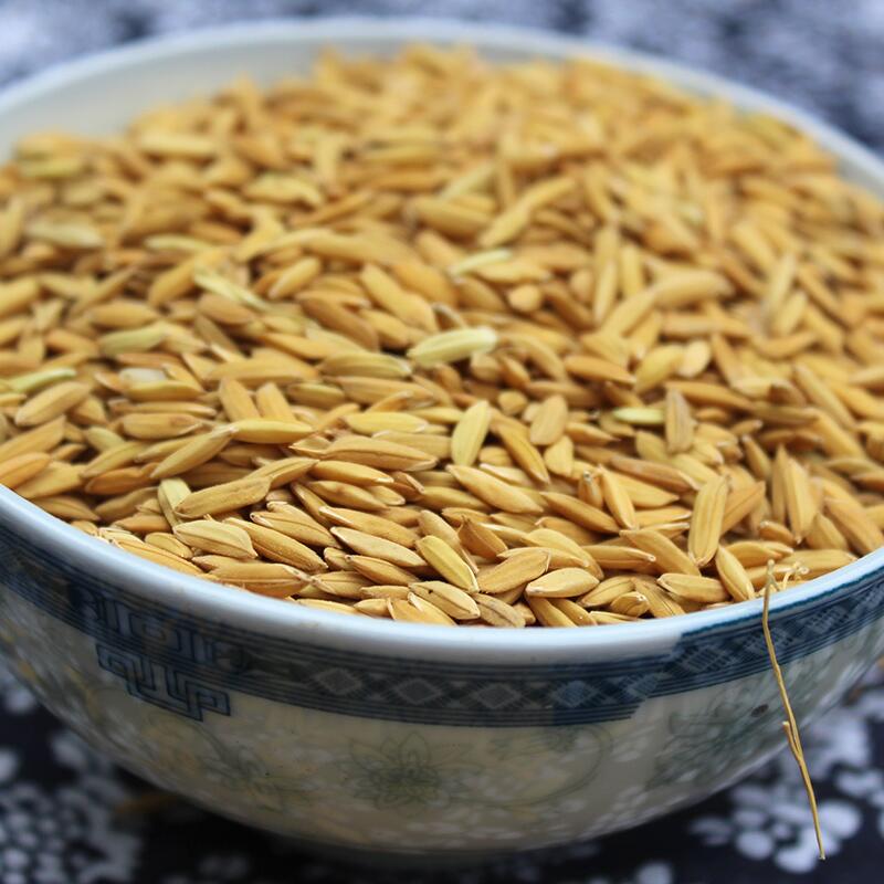 农富 2019年 宏科181稻谷