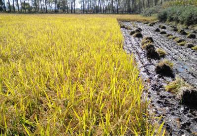 辉南县农兴谷物种植专业合作社