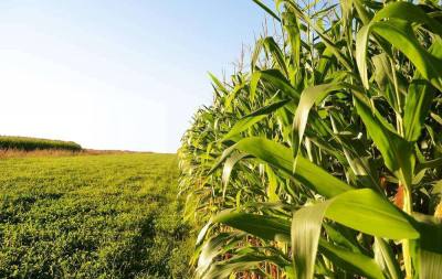 辉南县金穗玉米种植专业合作社