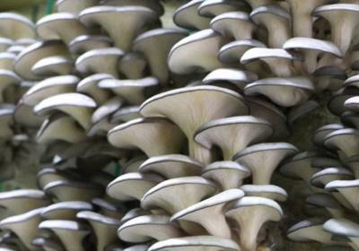 吉林省辉霖菌业有限公司