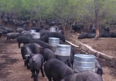 辉南县朝阳镇大江山黑猪养殖场