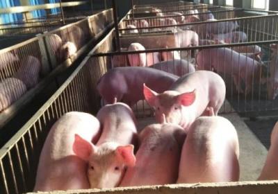 吉林省嘉隆牧业有限公司