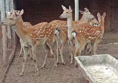 辉南县李海礁养鹿场