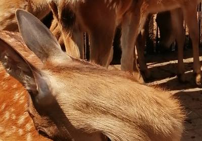 辉南县史天新养鹿场