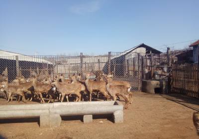 辉南县山村鹿业养殖场