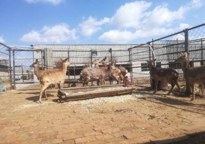 辉南县王佳养鹿场