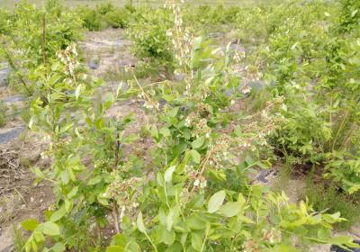 廉加国蓝莓农场