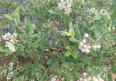 王刚蓝莓种植农场