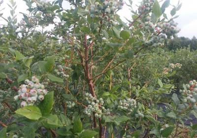 李银波蓝莓种植农场